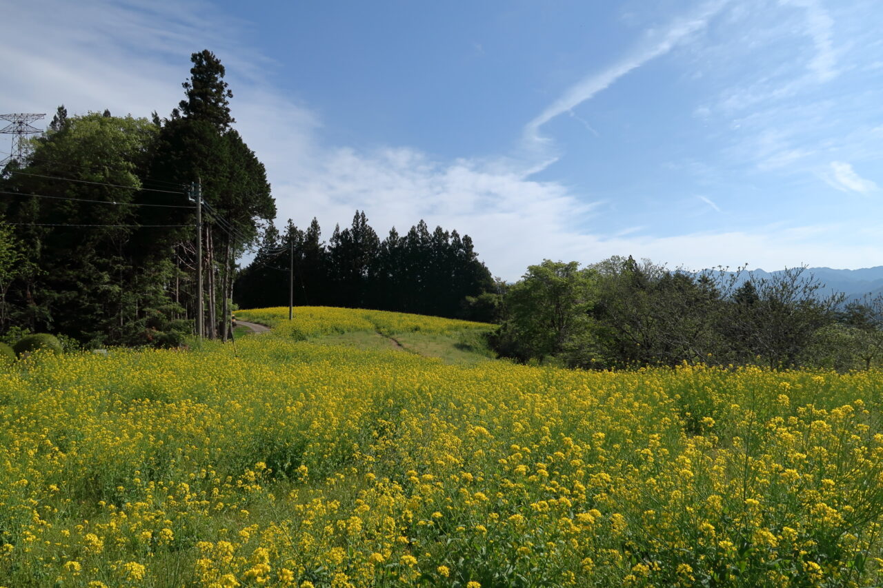 平石農場菜の花畑