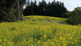 平石農場菜の花畑