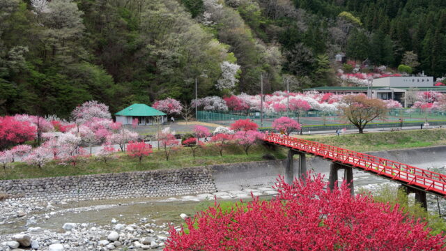 昼神温泉郷の花桃