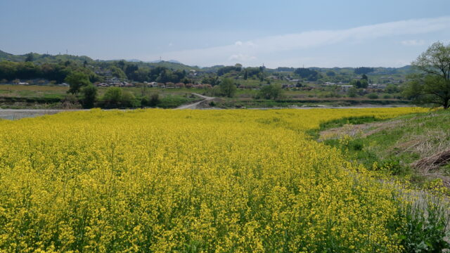 かわらんべ河川敷菜の花畑