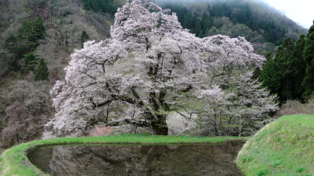 駒つなぎの桜