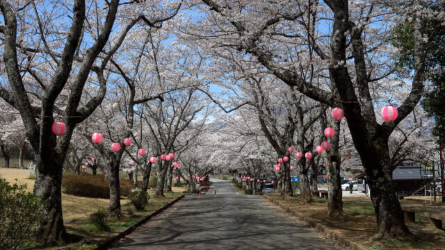 松尾城址公園_桜