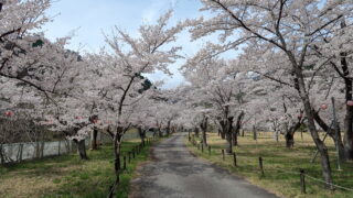 松島桜公園_平岡発電所
