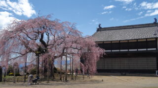 麻績の里_舞台桜