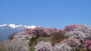 大草城址公園_桜