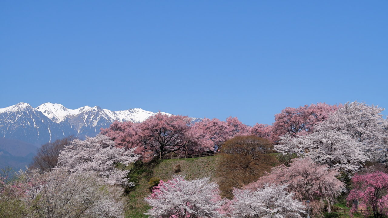 ななしさん 山桜 切り株 高さ約20㎝ 9000円 山々の残雪と桜が美しい「大草城址公園（中川村）」｜ぶらたび長野