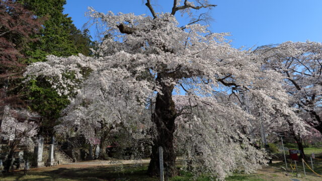 瑠璃寺の枝垂桜