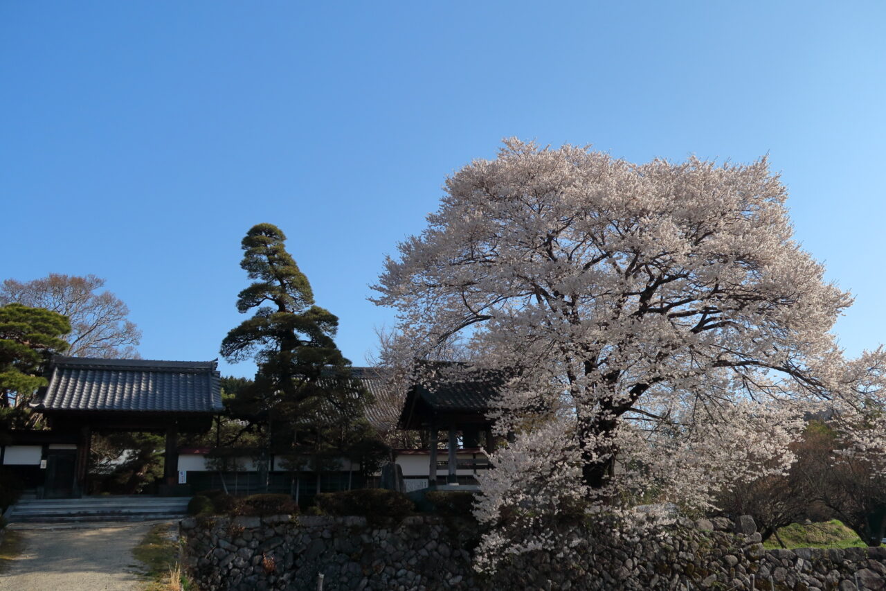 瑠璃寺_地主桜