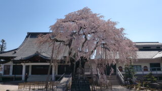 専照寺のシダレザクラ