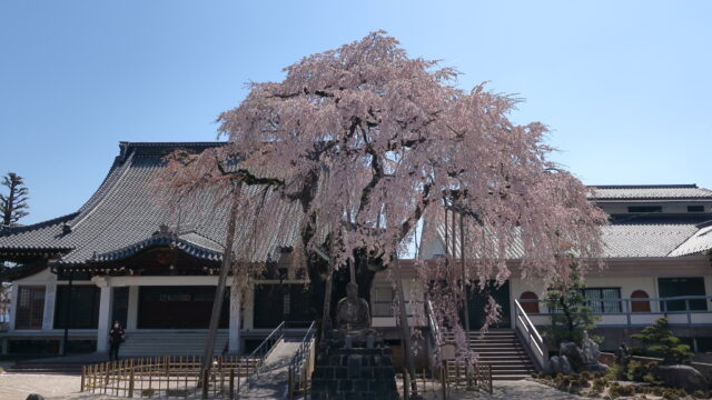専照寺のシダレザクラ
