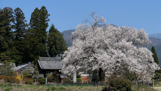 松源寺門前桜