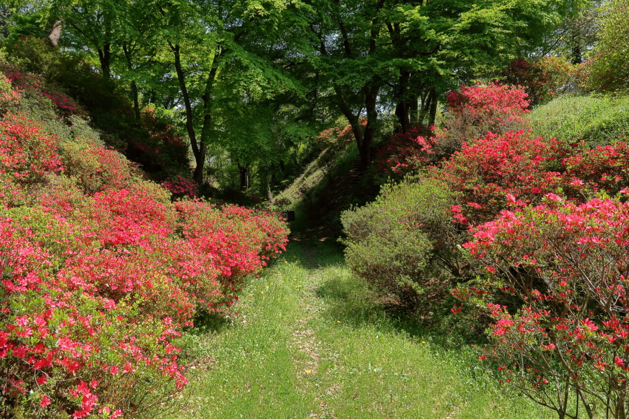 鈴岡城址公園_ツツジ_堀切
