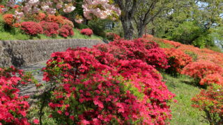 鈴岡城址公園_ツツジ