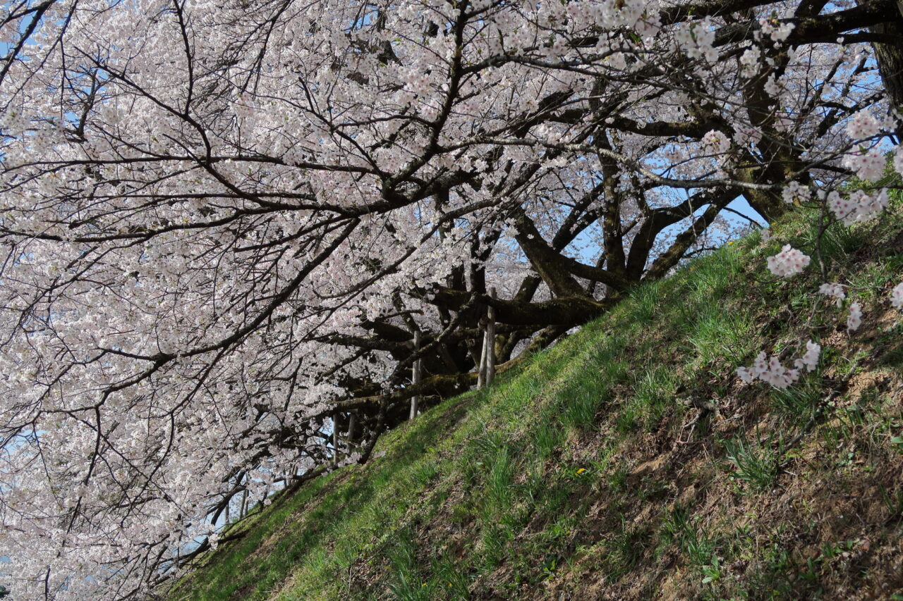 高森南小学校の桜