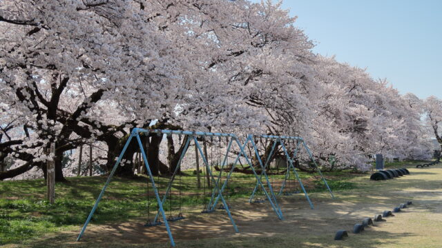 高森南小学校の桜