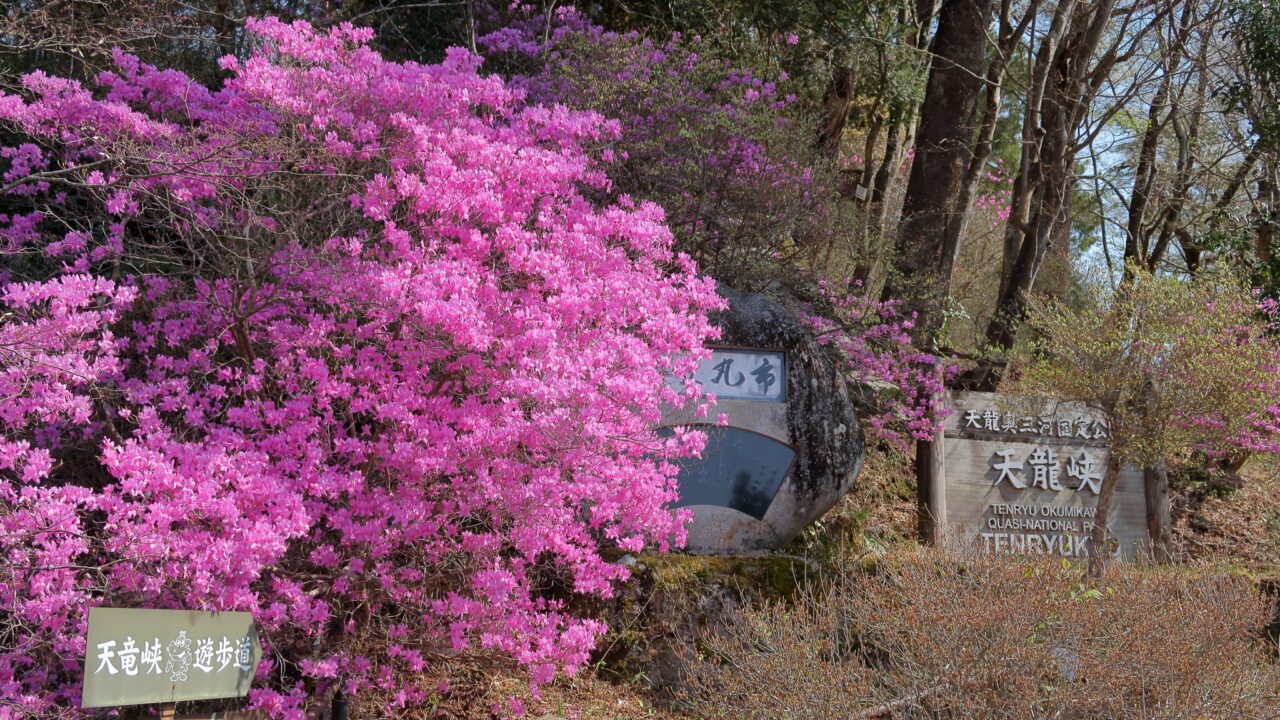 紅紫色に染まる「天龍峡のミツバツツジ（飯田市）」｜ぶらたび長野