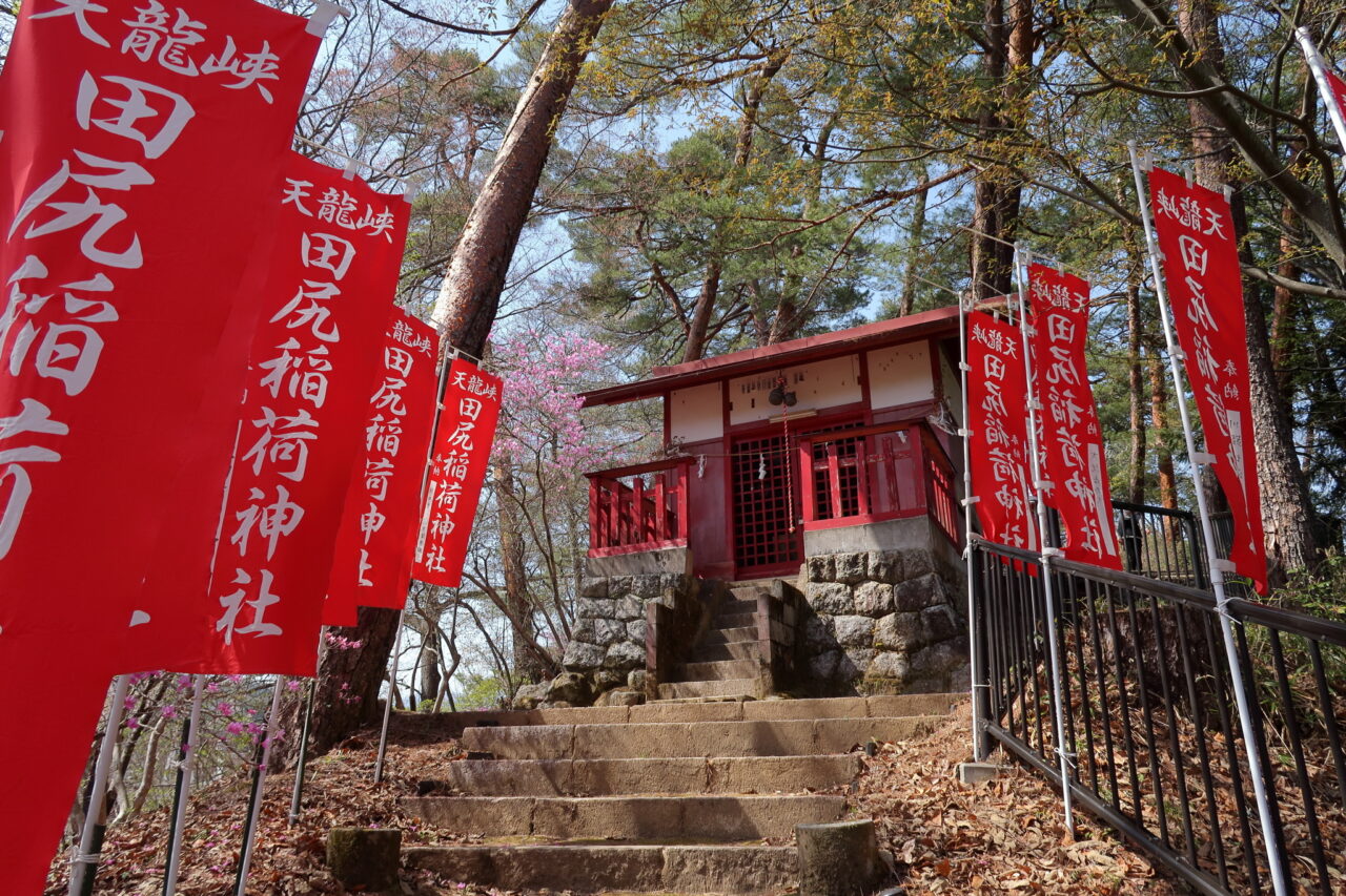 天龍峡のミツバツツジ_田尻稲荷神社