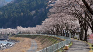 遠山桜_桜並木