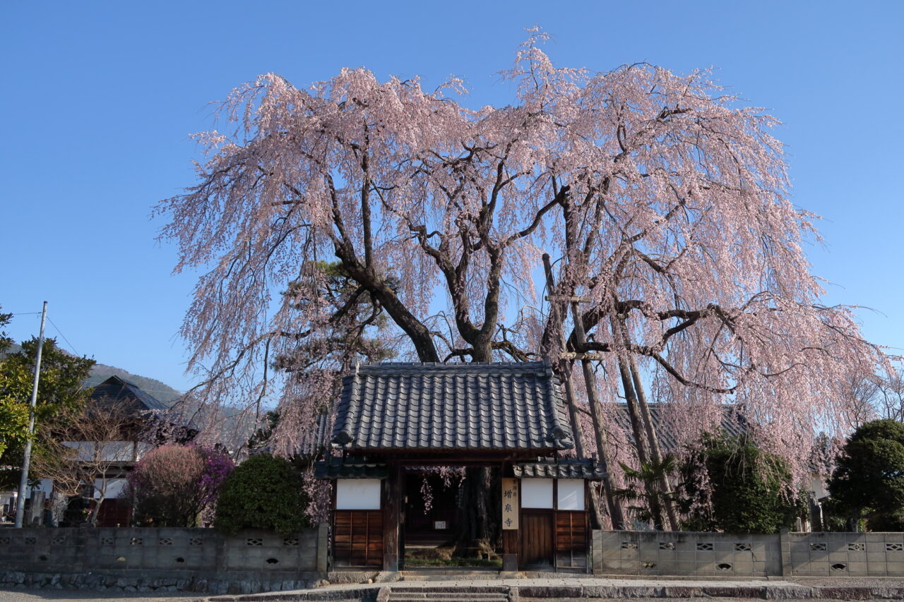 増泉寺の天蓋桜