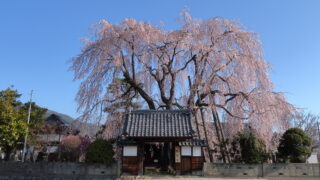 増泉寺の天蓋桜