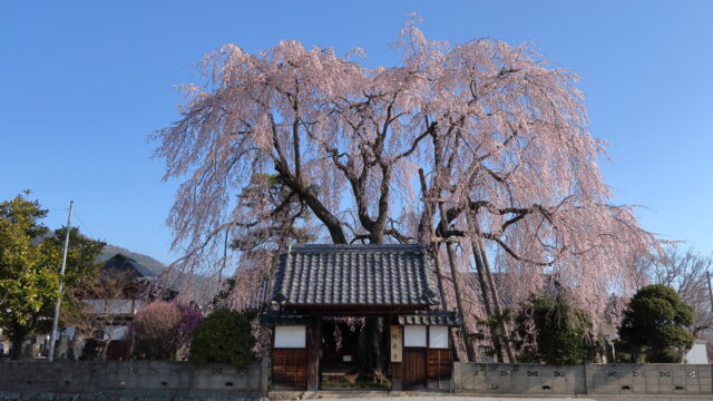 増泉寺の天蓋桜