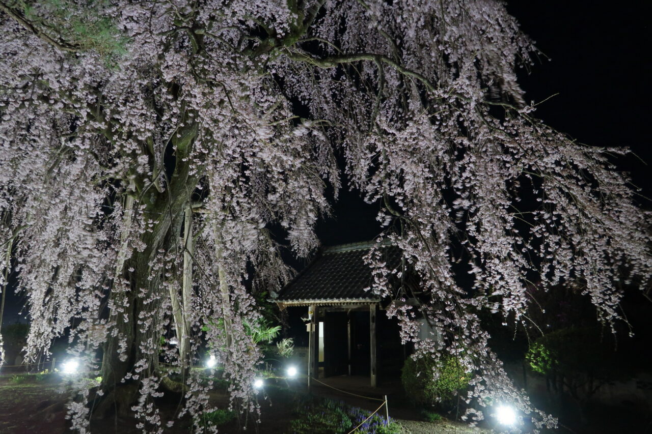 増泉寺の天蓋桜_ライトアップ