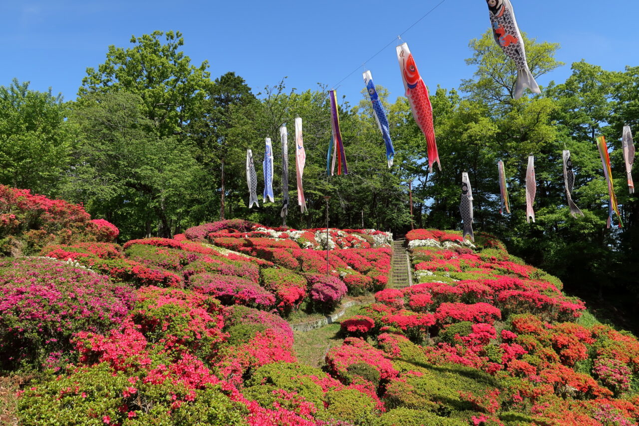 台城公園_ツツジ