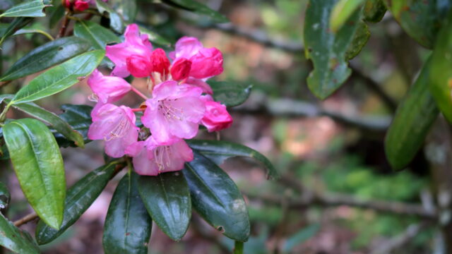 保寿寺_石楠花(しゃくなげ)