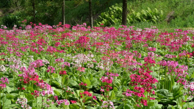 九十九谷森林公園_くりん草園