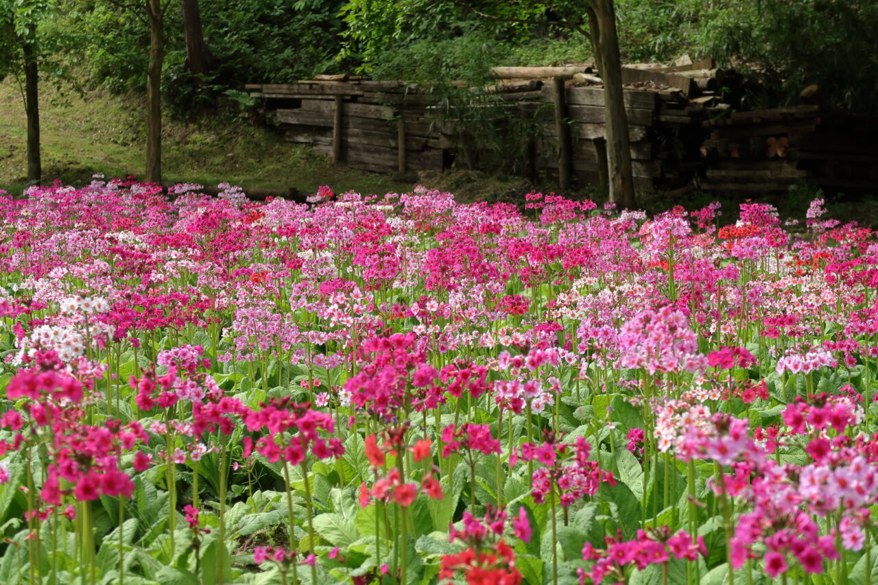 九十九谷森林公園_くりん草園_上段
