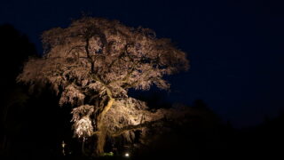 黒船桜_ライトアップ