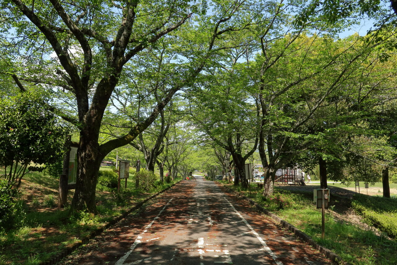 松尾城址公園_新緑_園路
