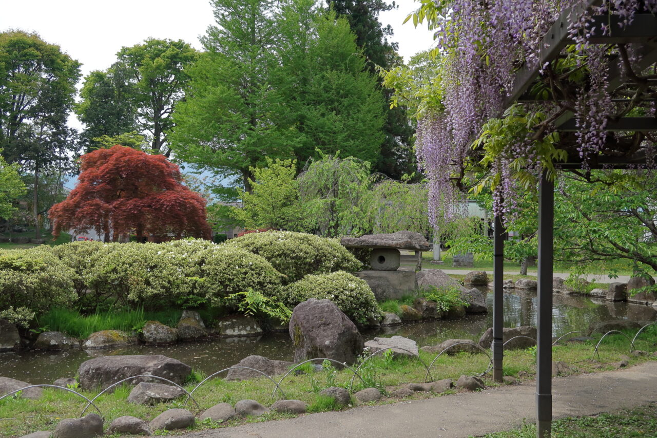 高島城のフジ_庭園