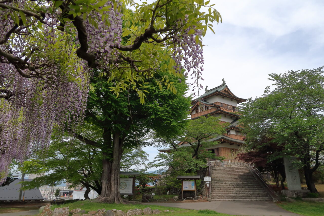 高島城のフジ_天守