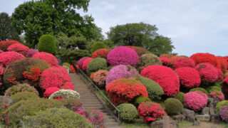 鶴峯公園_ツツジ