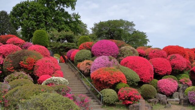 鶴峯公園_ツツジ