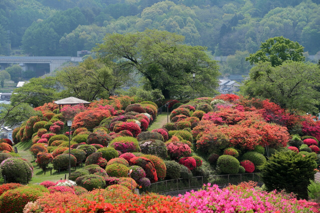 鶴峯公園_ツツジ_落葉道