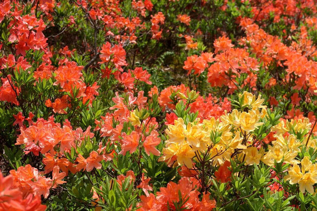 宮田高原_レンゲツツジ_花びら