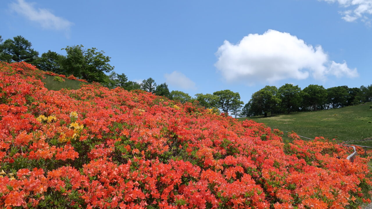 5000株が咲く「宮田高原のレンゲツツジ（宮田村）」｜ぶらたび長野
