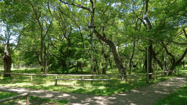 高遠城址公園_新緑