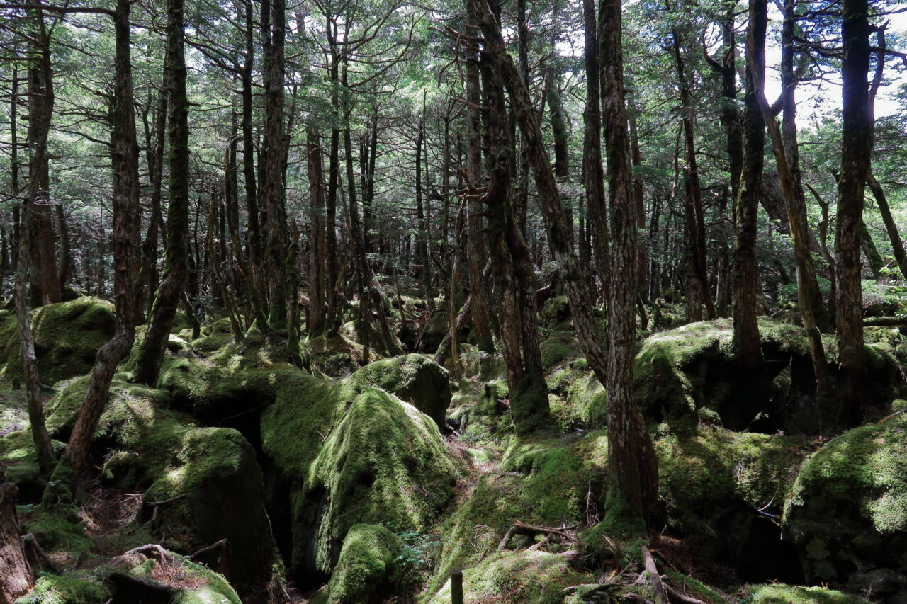 苔の森_もののけの森