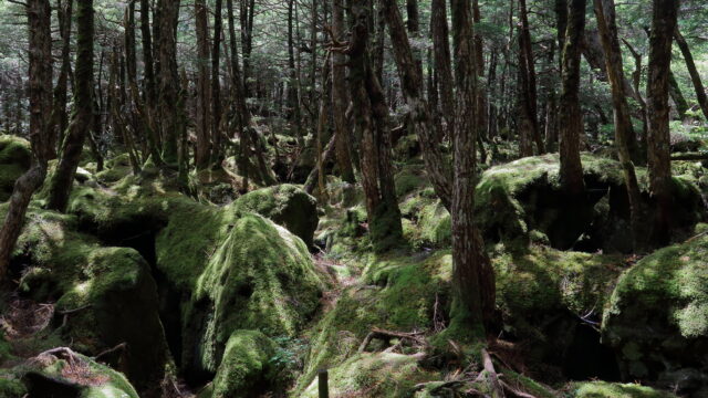 苔の森_もののけの森