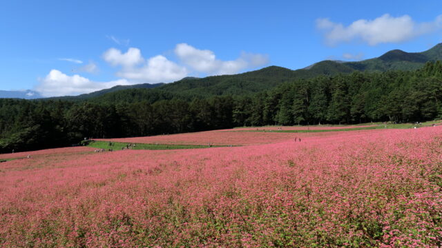 赤そばの里_赤い絨毯