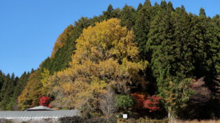 十九庵の大銀杏(紅葉)
