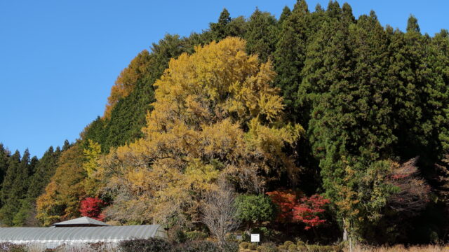 十九庵の大銀杏(紅葉)
