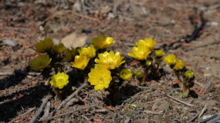 常福寺の福寿草