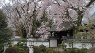 経蔵寺の桜_山門