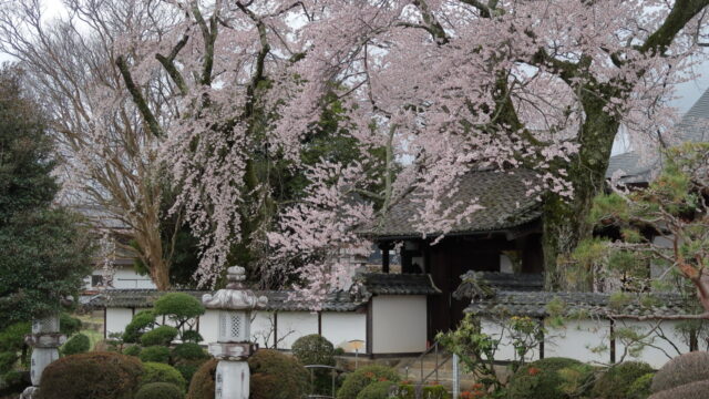 経蔵寺の桜_山門