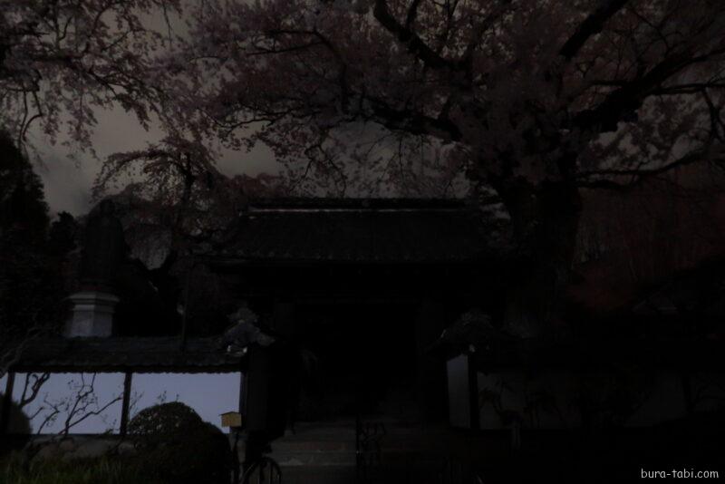 経蔵寺の桜_夜桜