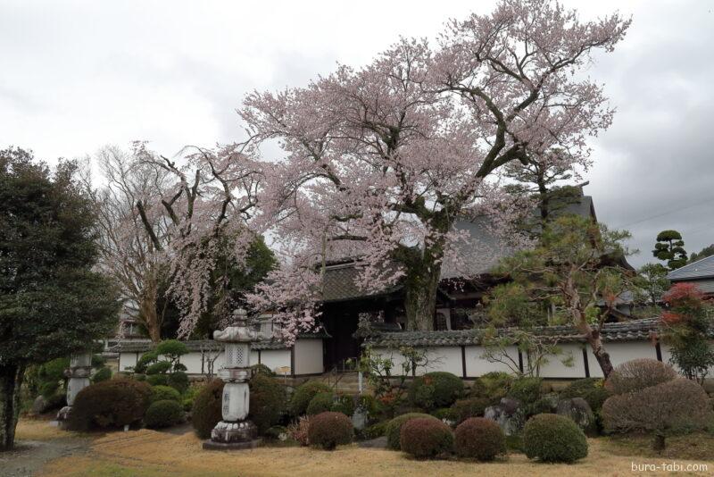 経蔵寺の桜